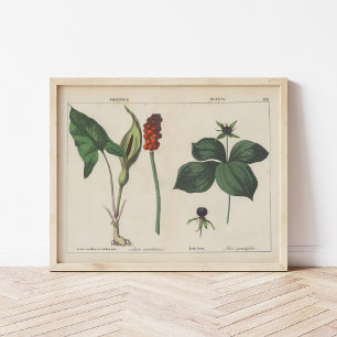 Poisonous Plants Charlotte Mary Yonge Poster