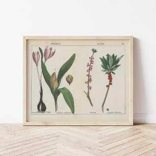 Poisonous Plants Charlotte Mary Yonge Poster