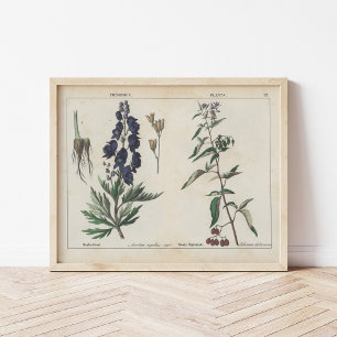 Poisonous Plants Charlotte Mary Yonge Poster