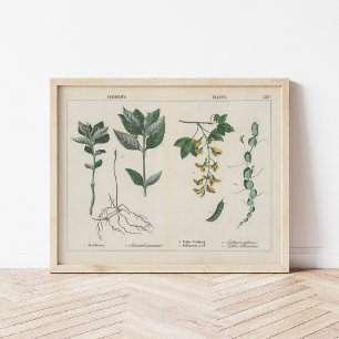 Poisonous Plants Charlotte Mary Yonge Poster