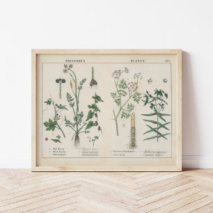 Poisonous Plants Charlotte Mary Yonge Poster