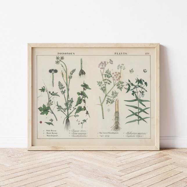 Poisonous Plants | Charlotte Mary Yonge Poster (Creator Uploaded)