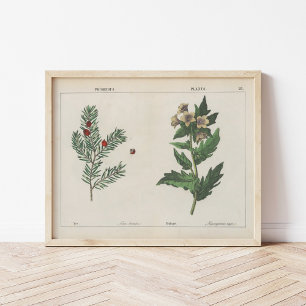 Poisonous Plants Charlotte Mary Yonge Poster