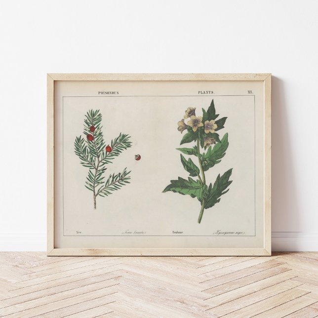 Poisonous Plants | Charlotte Mary Yonge Poster (Creator Uploaded)