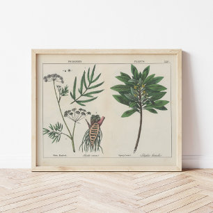 Poisonous Plants Charlotte Mary Yonge Poster