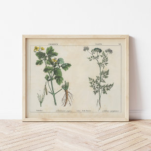 Poisonous Plants Charlotte Mary Yonge Poster