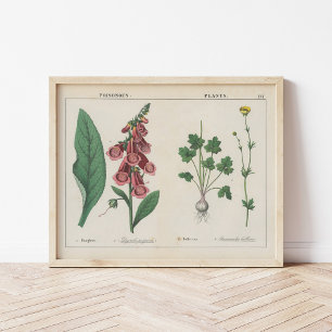 Poisonous Plants   Charlotte Mary Yonge Poster