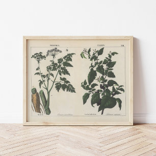 Poisonous Plants Charlotte Mary Yonge Poster