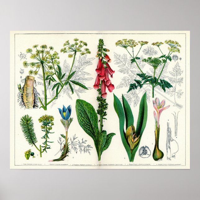 Poisonous Plants Poster (Front)