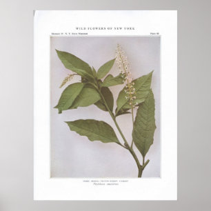 Poke; Skoke; Pigeon Berry; Garget Poster