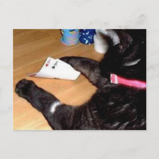 POKER PLAYING CAT HAS POCKET ACES POSTCARD