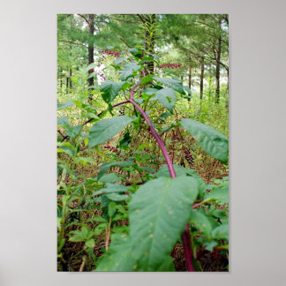 Pokeweed Poster