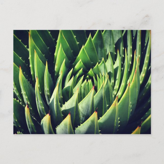 Pokey Succulent Postcard (Front)