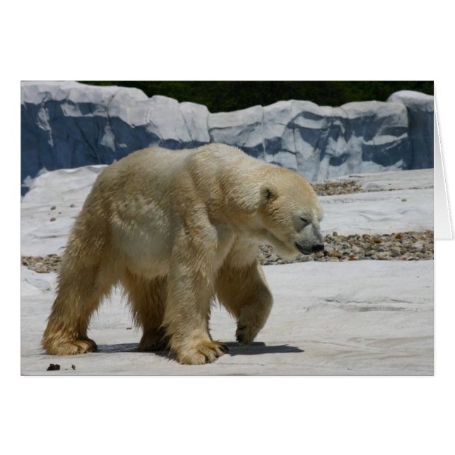 Polar Bear (Front Horizontal)