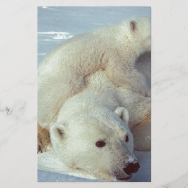 Polar Bear (Front)