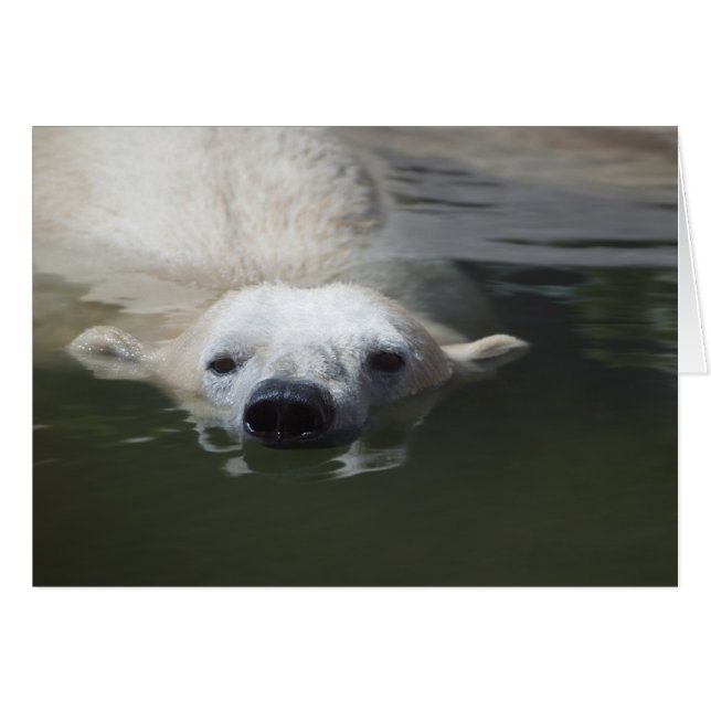 Polar Bear (Front Horizontal)