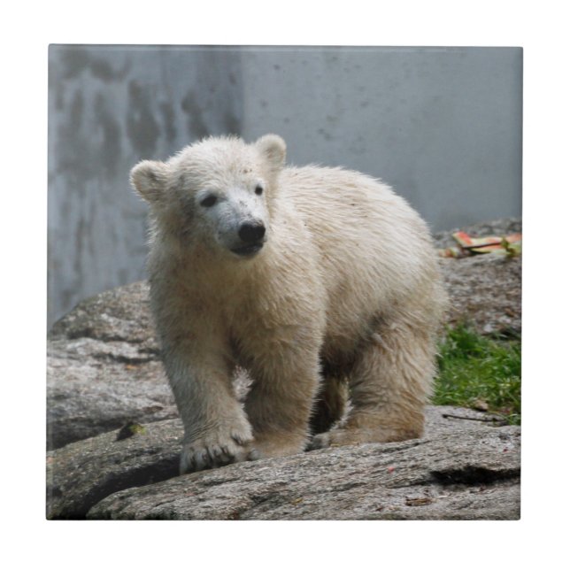 Polar Bear 010 Tile (Front)