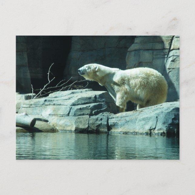 Polar Bear: Berlin Postcard (Front)