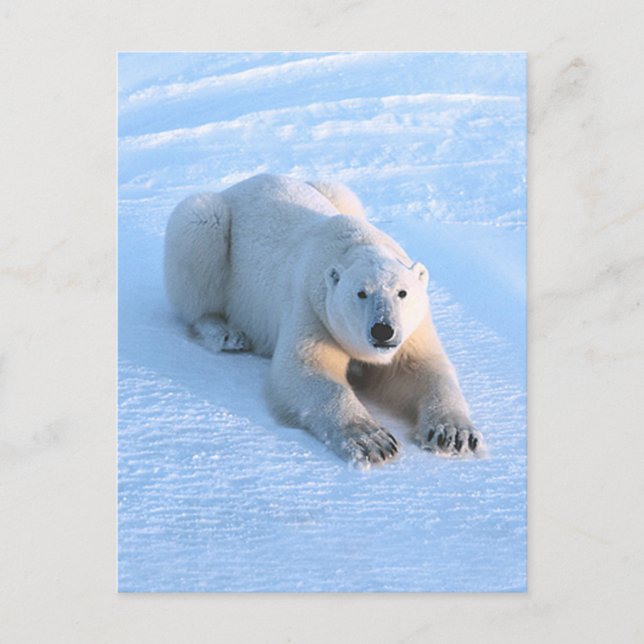 Polar Bear Blue Postcard (Front)