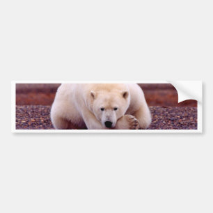 Polar Bear Bumper Sticker