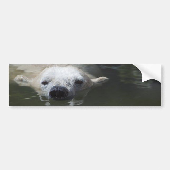 Polar Bear Bumper Sticker (Front)