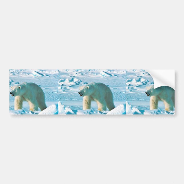 Polar Bear Bumper Sticker (Front)