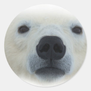 Polar Bear Classic Round Sticker