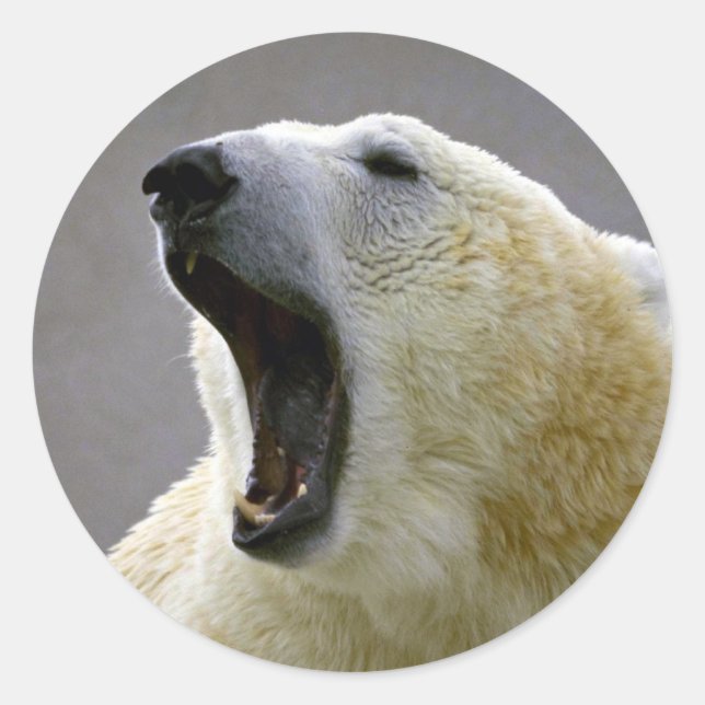Polar bear classic round sticker (Front)