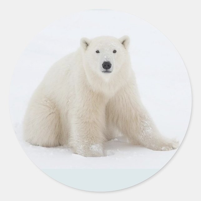 Polar Bear Classic Round Sticker (Front)