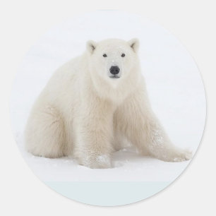 Polar Bear Classic Round Sticker
