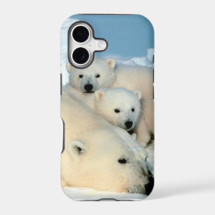 Polar bear cub 1