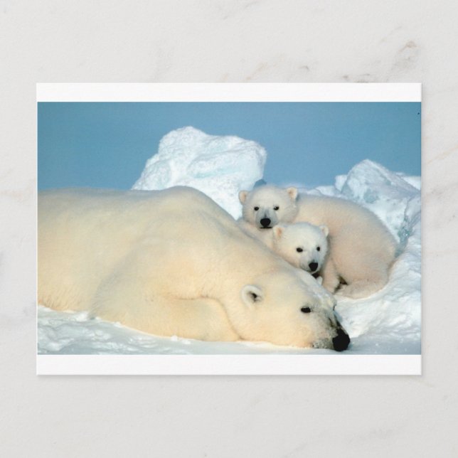 Polar bear cub 1 postcard (Front)