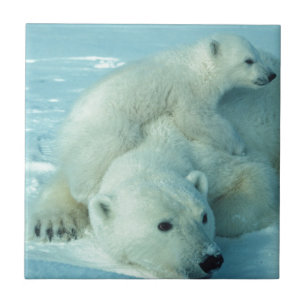 Polar bear cub and mum - 2 tile