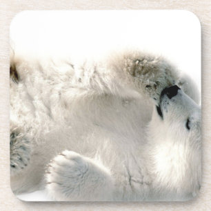Polar Bear Cub Cute Animal Arctic Frozen Winter Coaster