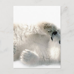 Polar Bear Cub Cute Animal Arctic Frozen Winter Postcard