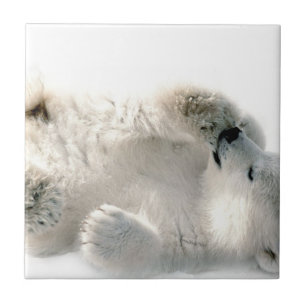 Polar Bear Cub Cute Animal Arctic Frozen Winter Tile