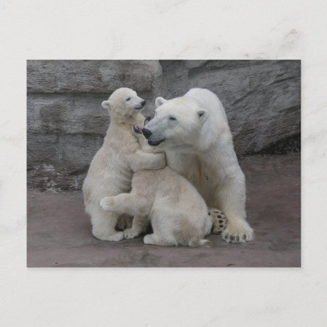 Polar Bear Cubs And Mother Postcard (Front)