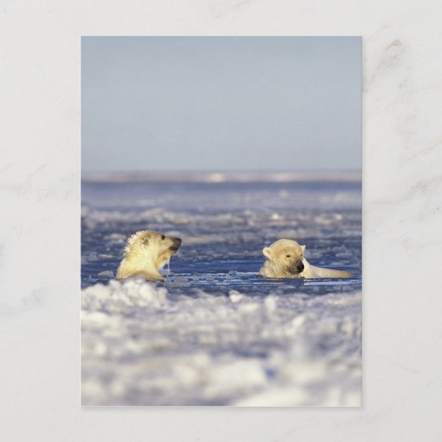 Polar bear cubs playing postcard (Front)