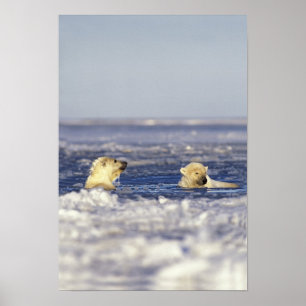 Polar bear cubs playing poster