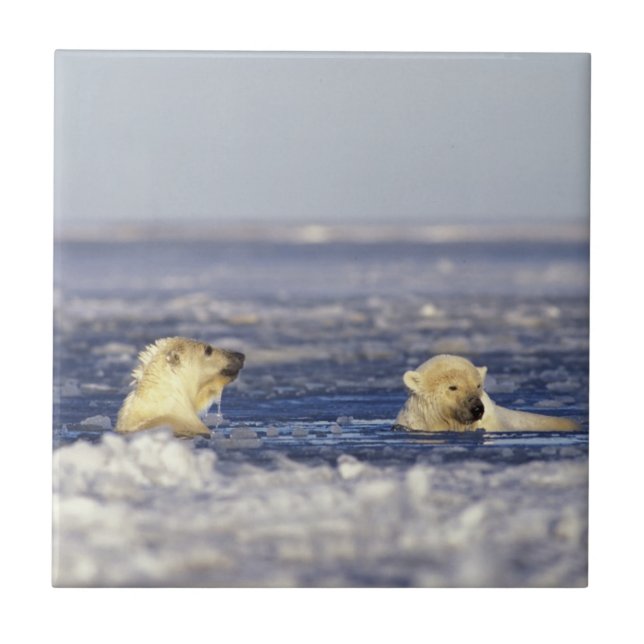 Polar bear cubs playing tile (Front)