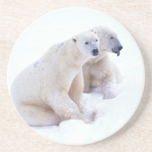 Polar Bear Duo Coaster