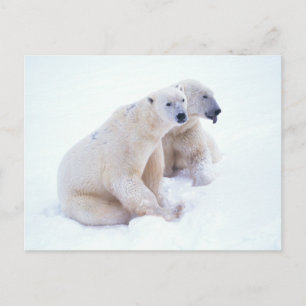 Polar Bear Duo Postcard