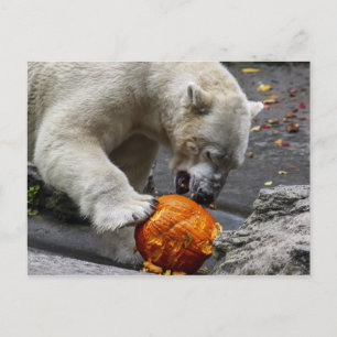 Polar Bear Eating a Pumpkin Postcard