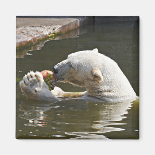 Polar Bear Eating Fruit Emblem Magnet