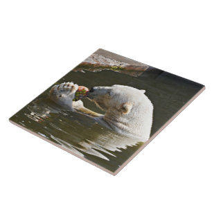 Polar Bear Eating Fruit Tile Art