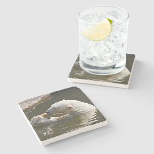 Polar Bear Eating Fruit View Stone Coaster