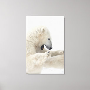 Polar bear engaging in a fight with another bear canvas print