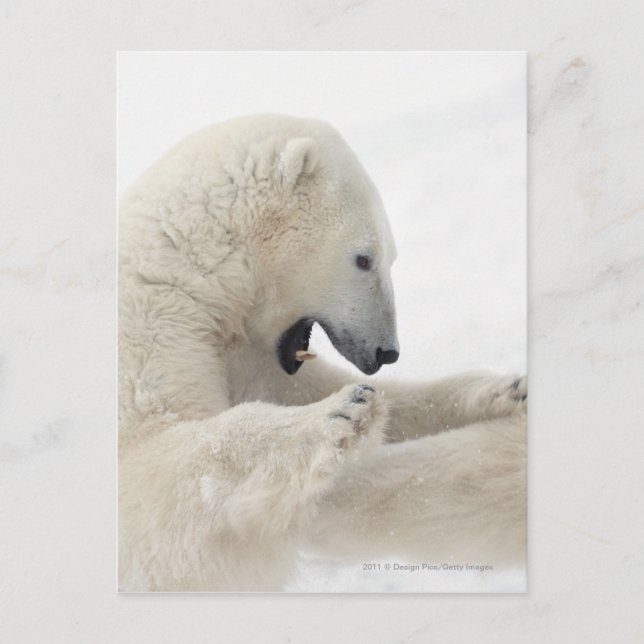 Polar bear engaging in a fight with another bear postcard (Front)