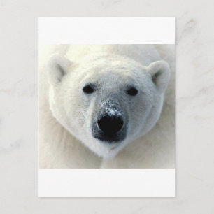Polar Bear Face Postcard