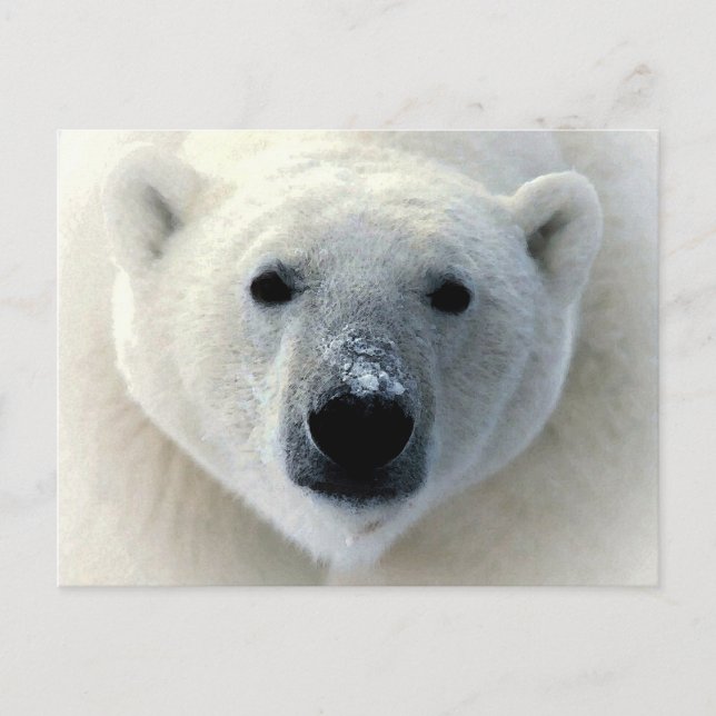 Polar Bear Face Postcard (Front)